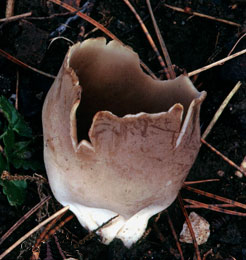 Schwarzweiße Becher-Lorchel (Helvella leucomelaena)